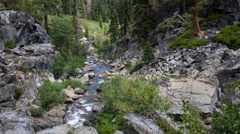 One nonprofit organization has been working for decades to help endangered red chinook salmon reach their native stream.