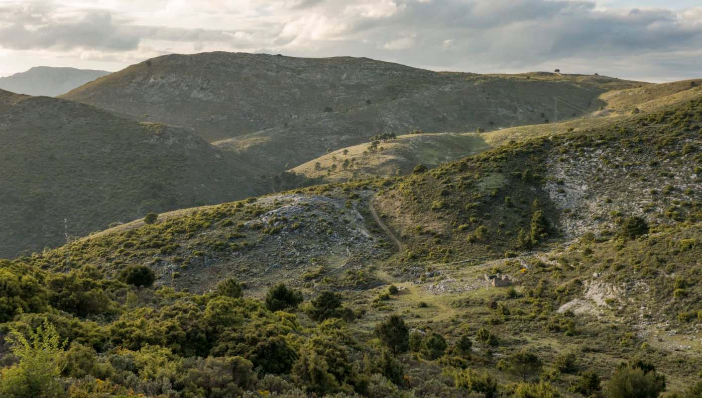 Red kites were on the brink of extinction in the UK by the early '90s, but have since seen a remarkable recovery.