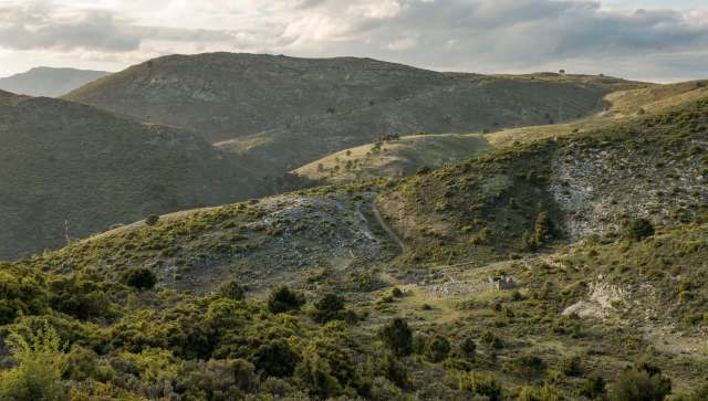 Red kites were on the brink of extinction in the UK by the early '90s, but have since seen a remarkable recovery.