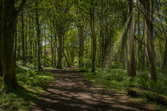One naturalist, known only as Mr. P, has been capturing images of red squirrels in the woods of central Scotland.