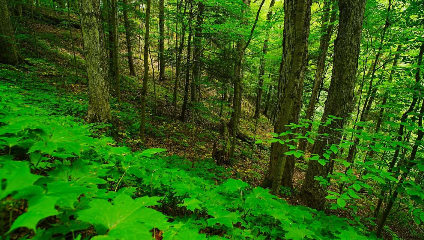 A red wolf, named Caroline, returned to her birthplace, North Carolina's Museum of Life and Science, along with her mate in a HuffPost swap with New York's Wolf Conservation Center.