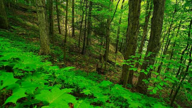 A red wolf, named Caroline, returned to her birthplace, North Carolina's Museum of Life and Science, along with her mate in a HuffPost swap with New York's Wolf Conservation Center.