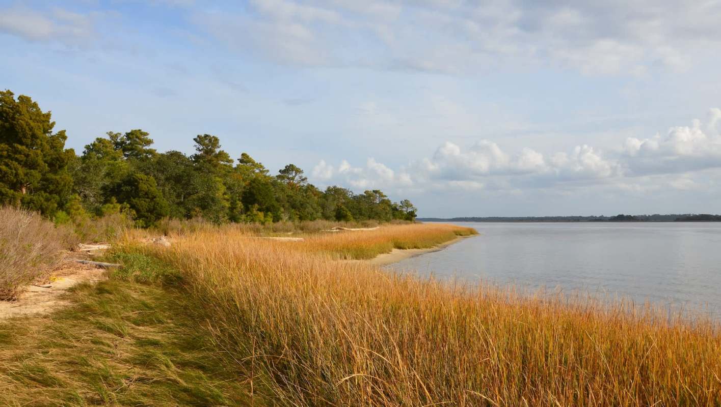 Red wolves are the most endangered wolf species on the planet, with only an estimated 25 remaining in the wild.