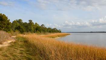 Red wolves are the most endangered wolf species on the planet, with only an estimated 25 remaining in the wild.