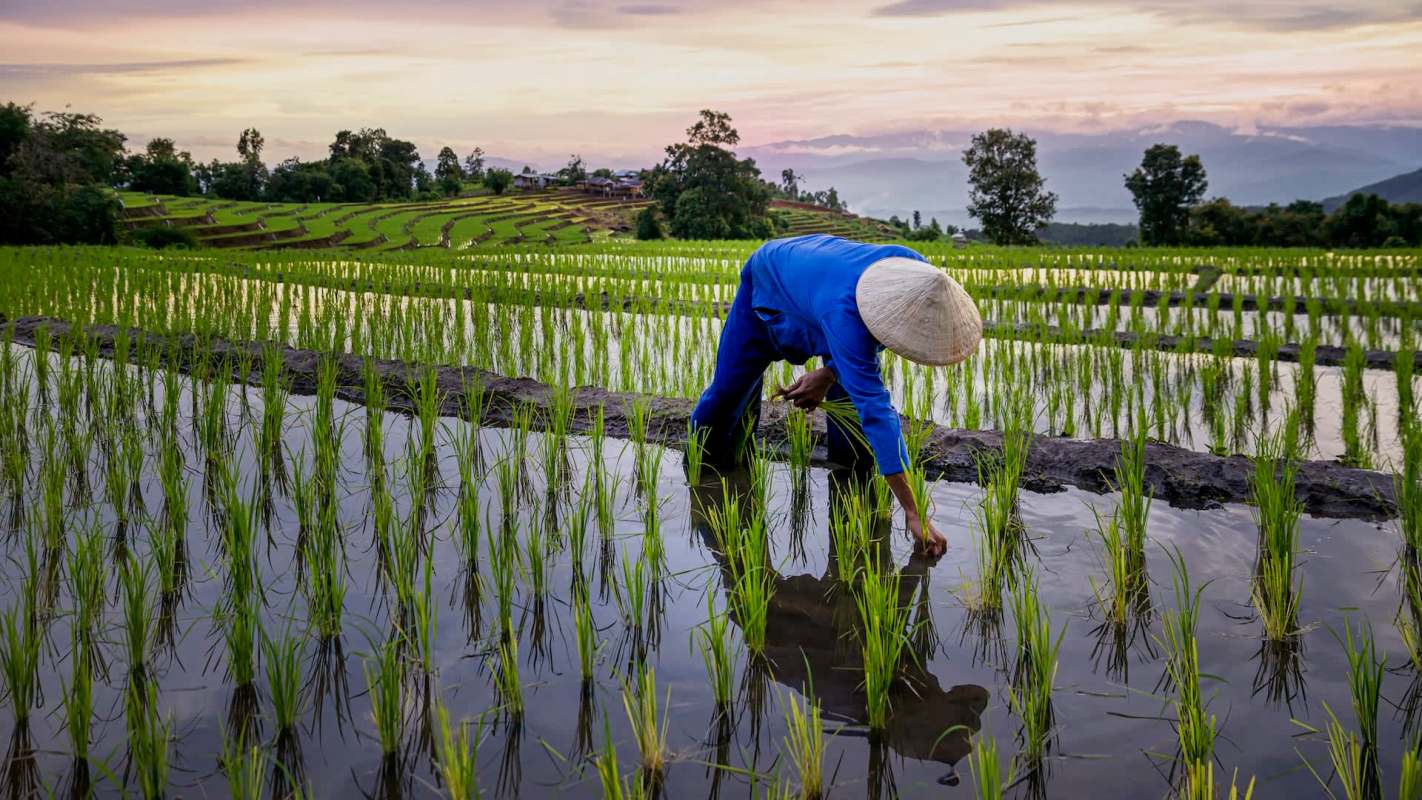 Extreme flooding is increasingly disrupting rice production, with consequences that could ripple through global food systems and household budgets.
