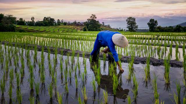 Extreme flooding is increasingly disrupting rice production, with consequences that could ripple through global food systems and household budgets.