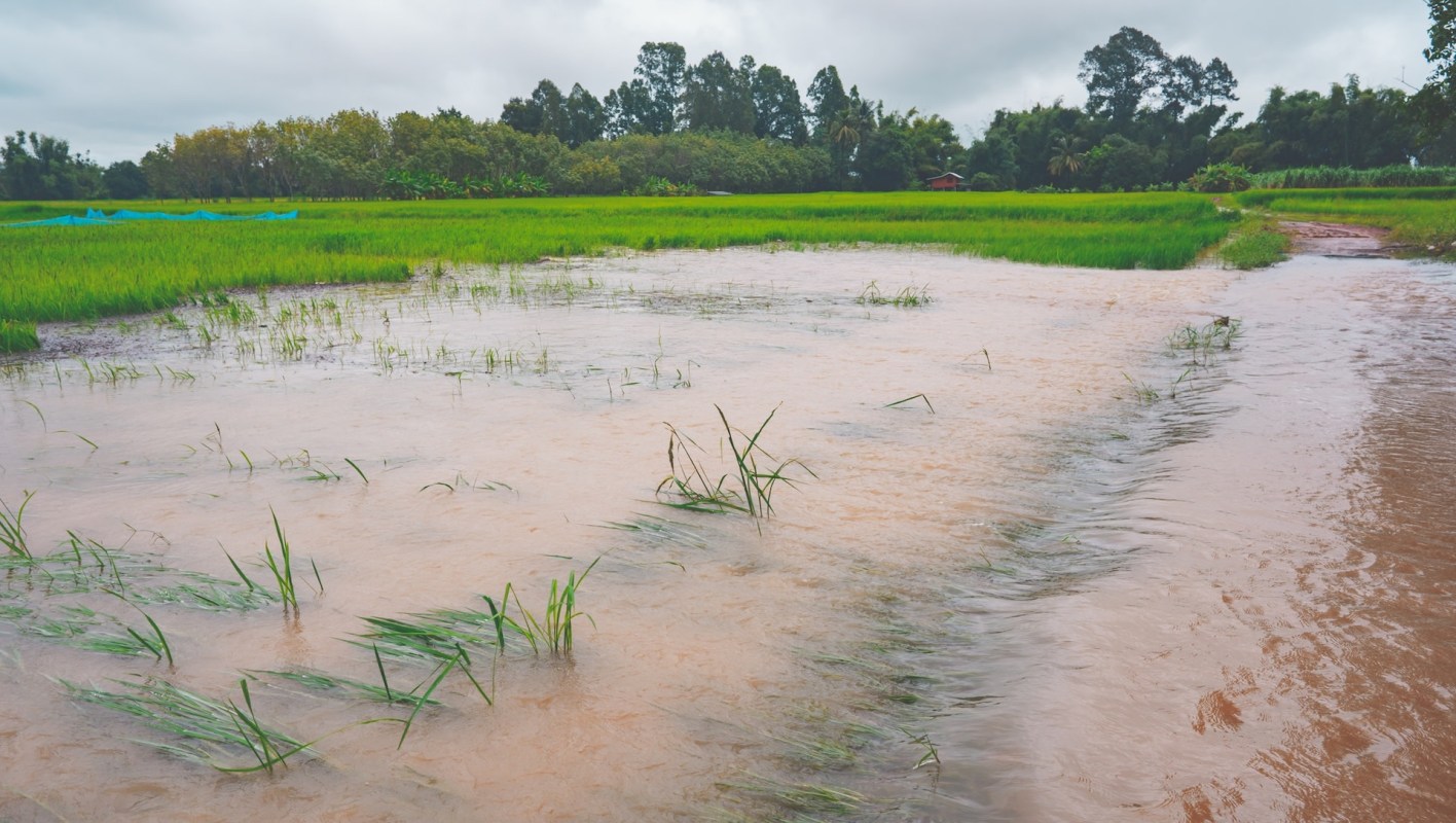 Researchers note a more frequent occurrence of rice-killing floods — extreme events that fully submerge plants for at least seven days.