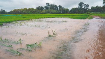 Researchers note a more frequent occurrence of rice-killing floods — extreme events that fully submerge plants for at least seven days.