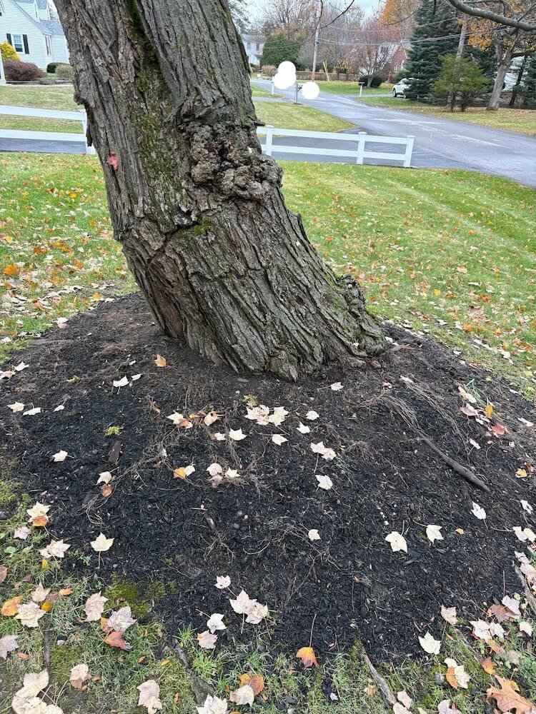 One landscaper shared photos of a root flare excavation project aimed at saving a tree that had been heavily mulched for a long time.