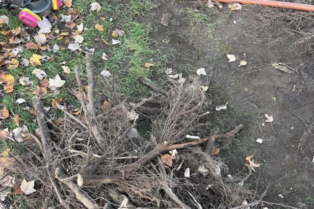One landscaper shared photos of a root flare excavation project aimed at saving a tree that had been heavily mulched for a long time.