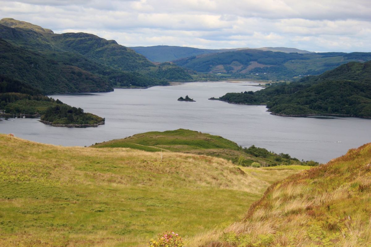 European flat oysters