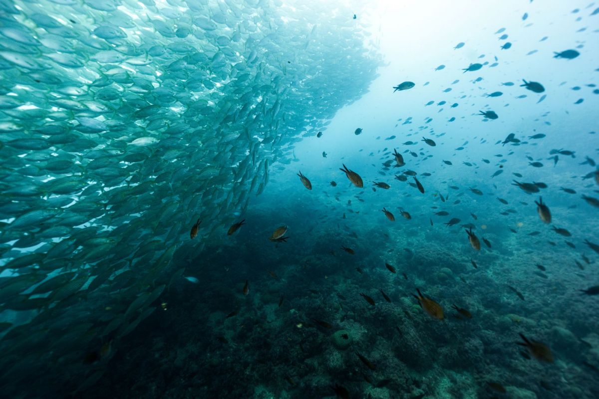 Global shark biodiversity is in decline, and the most threatened species are those that tend to have uncommon physiologies and specialized ecological roles.