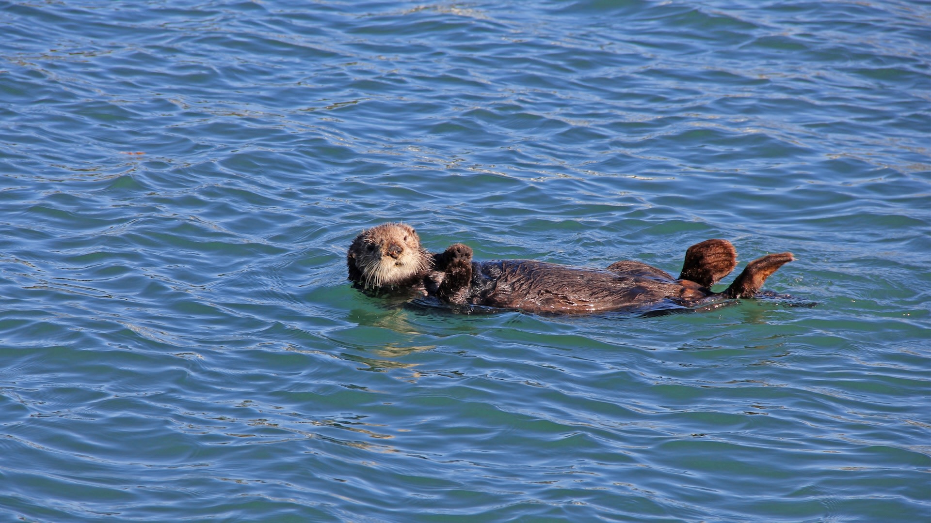 Researchers make disturbing discovery after dead animals wash up on coastline: 'Troubling'