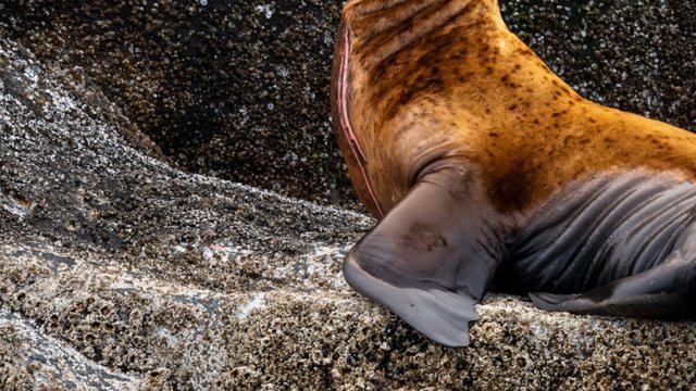 A Redditor shared a video of a man taunting a sea lion on a beach.