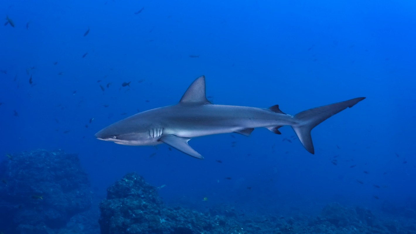 Marine biologist Mauricio Hoyos recently survived a shark attack in Costa Rica. He sustained deep wounds, but hopes to meet the shark again.