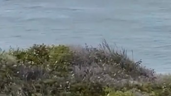 A TikTok video has stunned viewers, showing the moment a surfer at Kangaroo Island in South Australia was suddenly attacked by a shark.