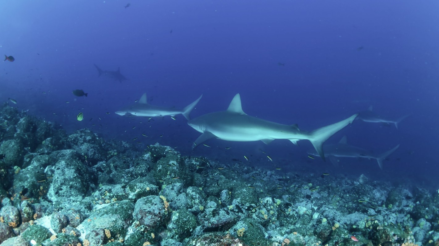An incredible new study examining shark and predatory fish populations in the Eastern Tropical Pacific shines a light on what the ocean ought to look like at its healthiest.