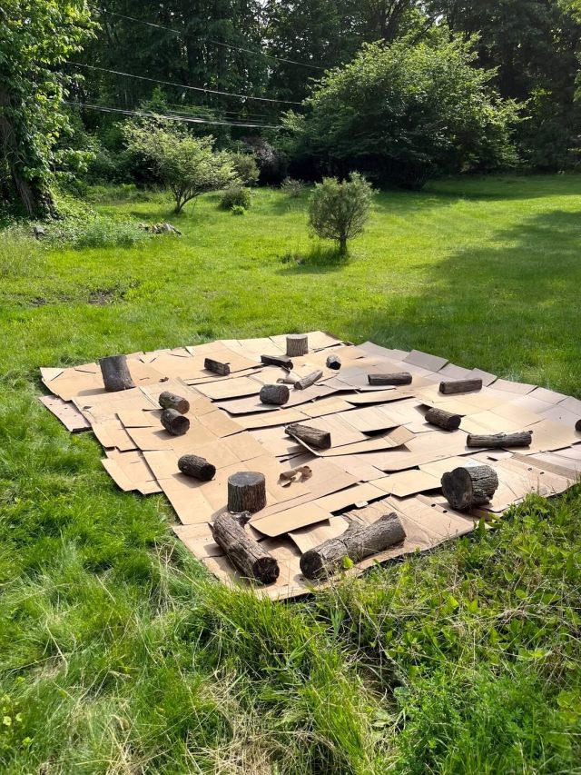 It's actually essential to kill the grass on your lawn for environmental benefits and make way for native plants.