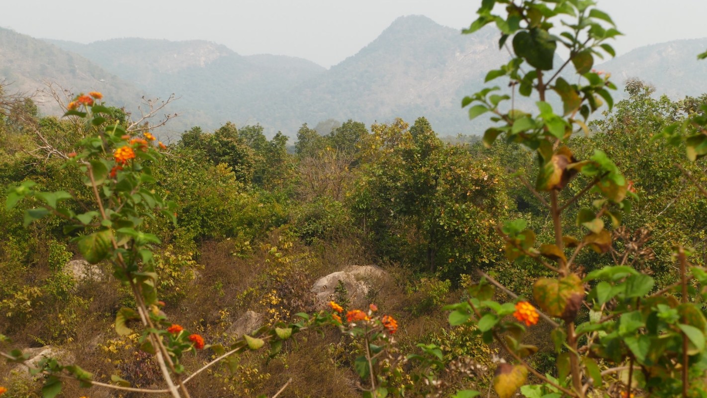 A recent camera-trap survey in West Bengal's forests revealed several clear images of sloth bears in the Kotshila–Jhalda range of Purulia district in India.