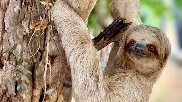 Officials are making a bold move to crack down on sloth trafficking, a harmful practice that exploits these beloved animals.