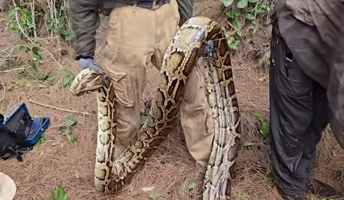 A viral Instagram Reel is shining a spotlight on Florida's invasive python problem.