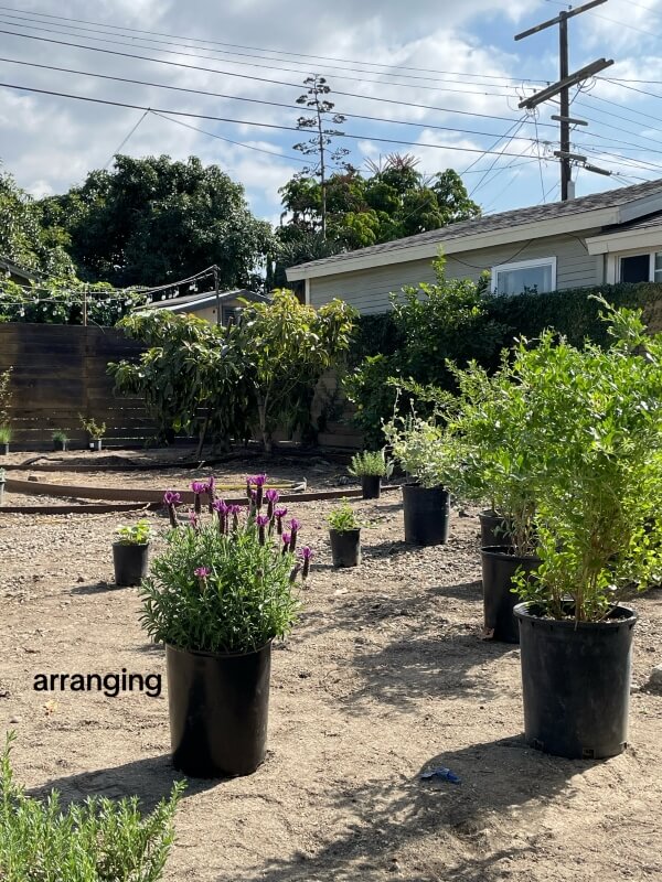 A Los Angeles design duo shared the transformation of an urban yard into a thriving native plant lawn.
