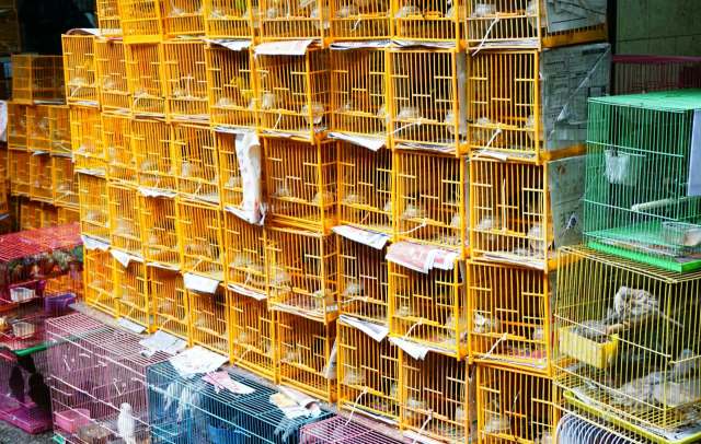 Indian authorities recently intercepted the illegal smuggling of hundreds of softshell turtles aboard a Farakka Express train bound for Bengal.