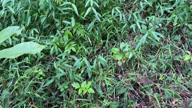 One frustrated homeowner has a huge bed of stilt grass and is trying to remove it all to protect their native plants.