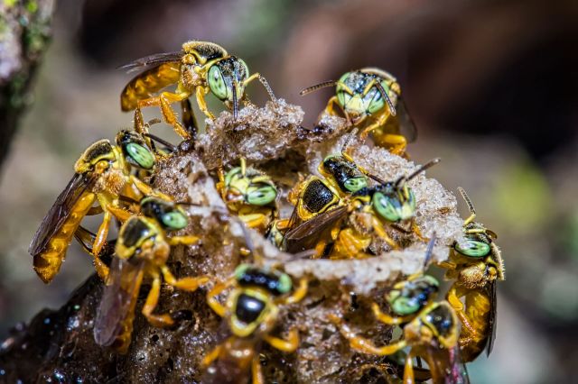In the remote forests of central Peru, stingless bees are doing far more than making honey.