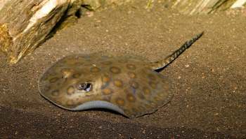 It shows a real lack of respect for other creatures and the wider ecosystem.