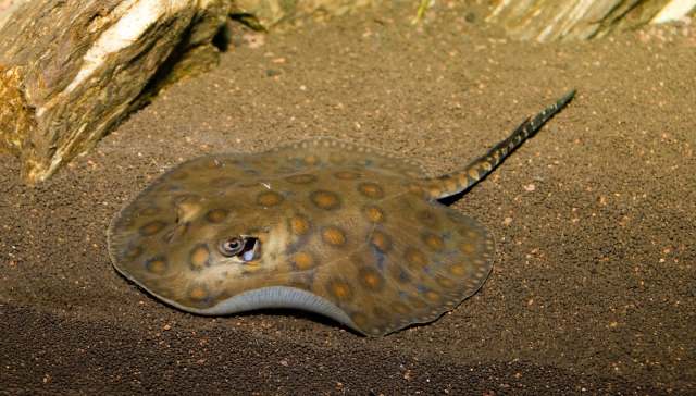 It shows a real lack of respect for other creatures and the wider ecosystem.