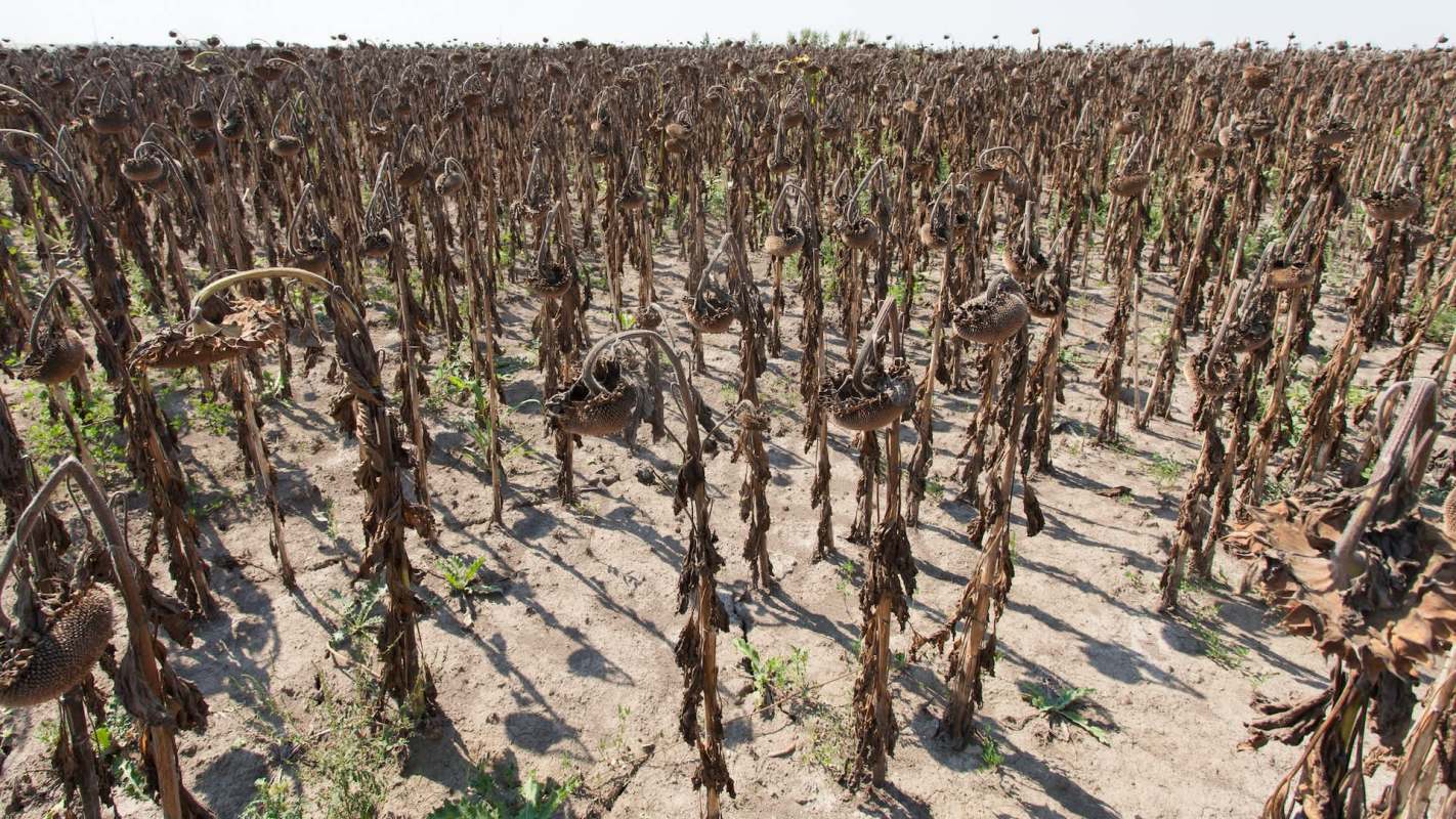 As winter descends on Pakistan's Balochistan province, many residents reach for their seasonal favorite: roasted sunflower seeds. But poor growing conditions have limited yields.