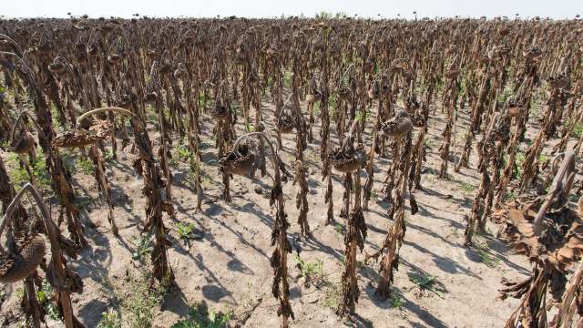 As winter descends on Pakistan's Balochistan province, many residents reach for their seasonal favorite: roasted sunflower seeds. But poor growing conditions have limited yields.