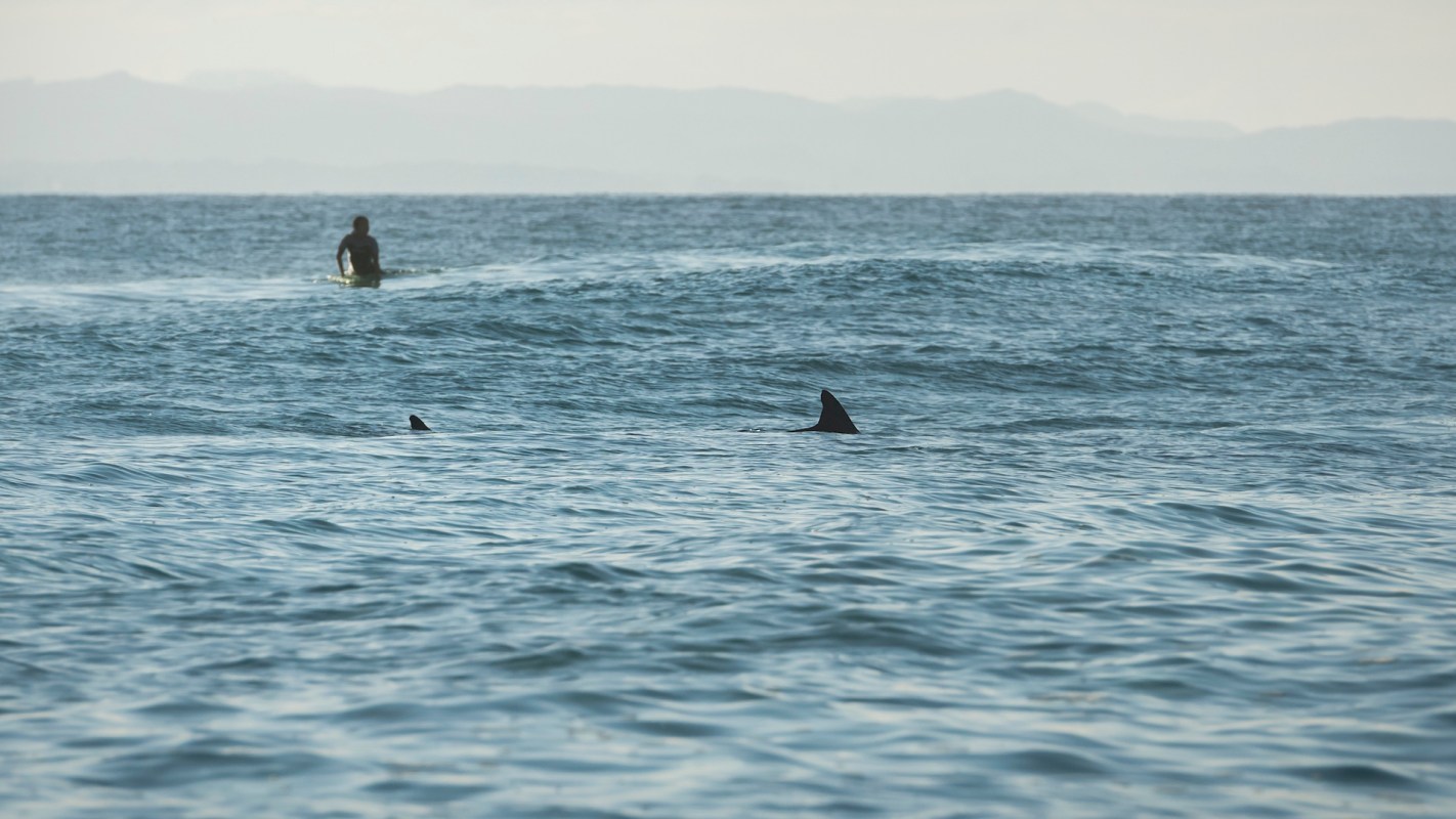 Andy McDonald, a 61-year-old windsurfer, escaped a suspected great white shark encounter with only a bitten board.