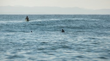 Andy McDonald, a 61-year-old windsurfer, escaped a suspected great white shark encounter with only a bitten board.