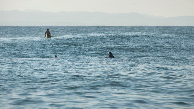 Andy McDonald, a 61-year-old windsurfer, escaped a suspected great white shark encounter with only a bitten board.