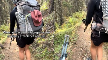 Hikers got more than they bargained for when they encountered a territorial grouse on a Canadian trail.