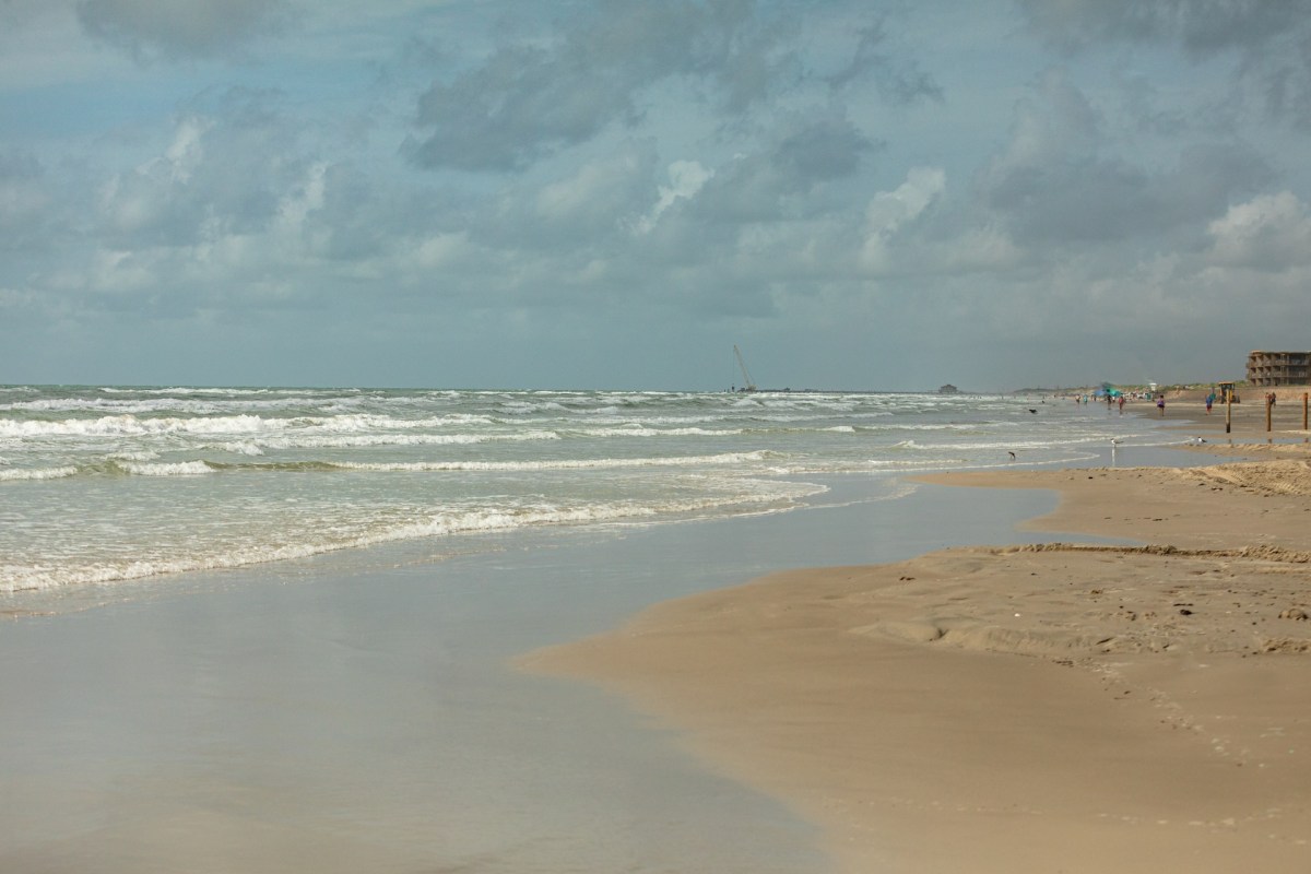 Beachgoers in Texas are seeing increasing numbers of invasive jellyfish washing ashore.