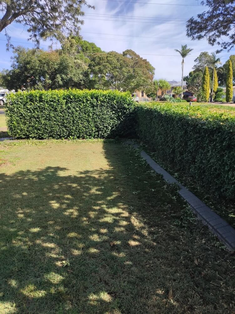 One Redditor shared before-and-after photos of their yard, which they transformed from a monoculture lawn into a native garden.