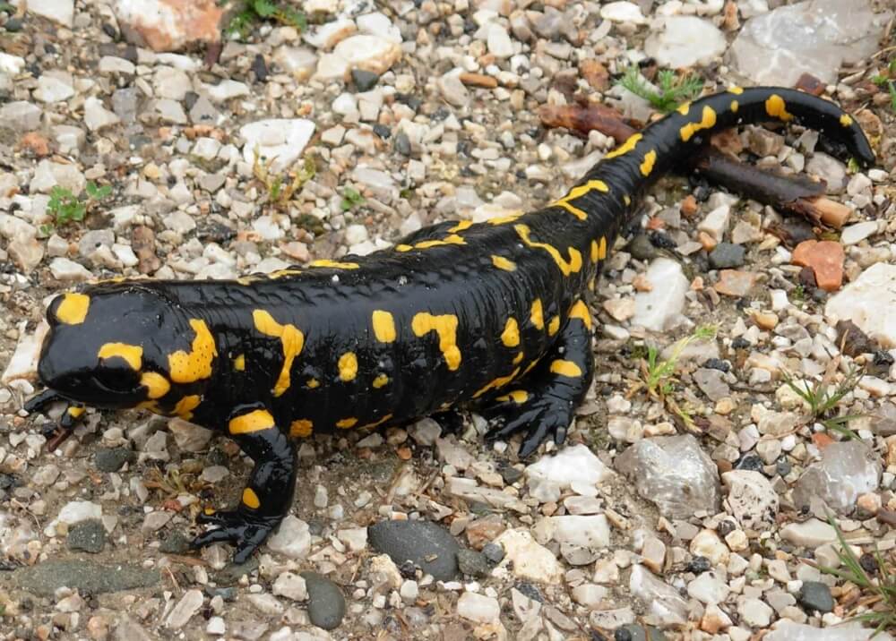An endangered species of salamander was recently spotted in front of a home in Türkiye, confirming its continued presence and the health of the local ecosystem.
