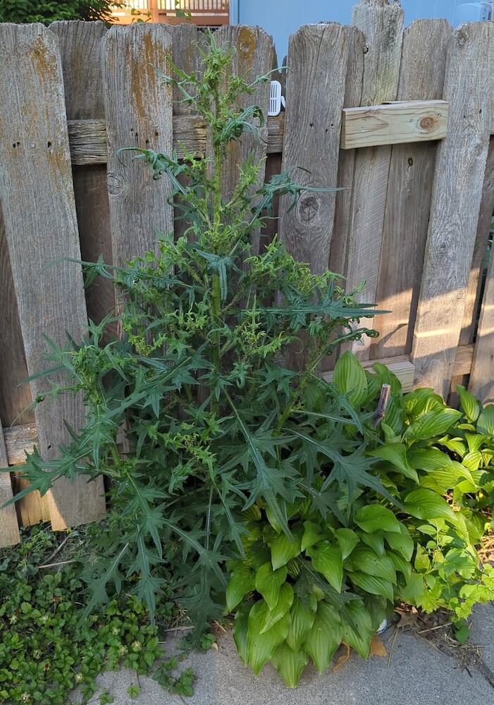 One Redditor was stunned after getting straightforward advice about what to do with a bull thistle growing in their backyard.