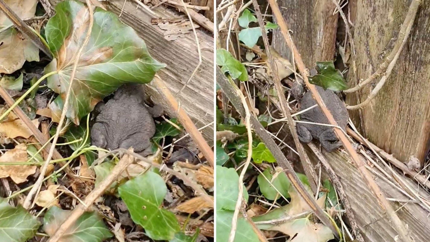 A recent TikTok from Bean (@beansgardeningjourney) had a heartwarming encounter with a toad in their mom's garden.