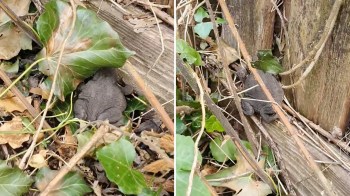 A recent TikTok from Bean (@beansgardeningjourney) had a heartwarming encounter with a toad in their mom's garden.