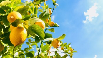 Researchers have developed a new method for making transgene-free, non-GMO plants that are more resistant to disease and extreme weather.