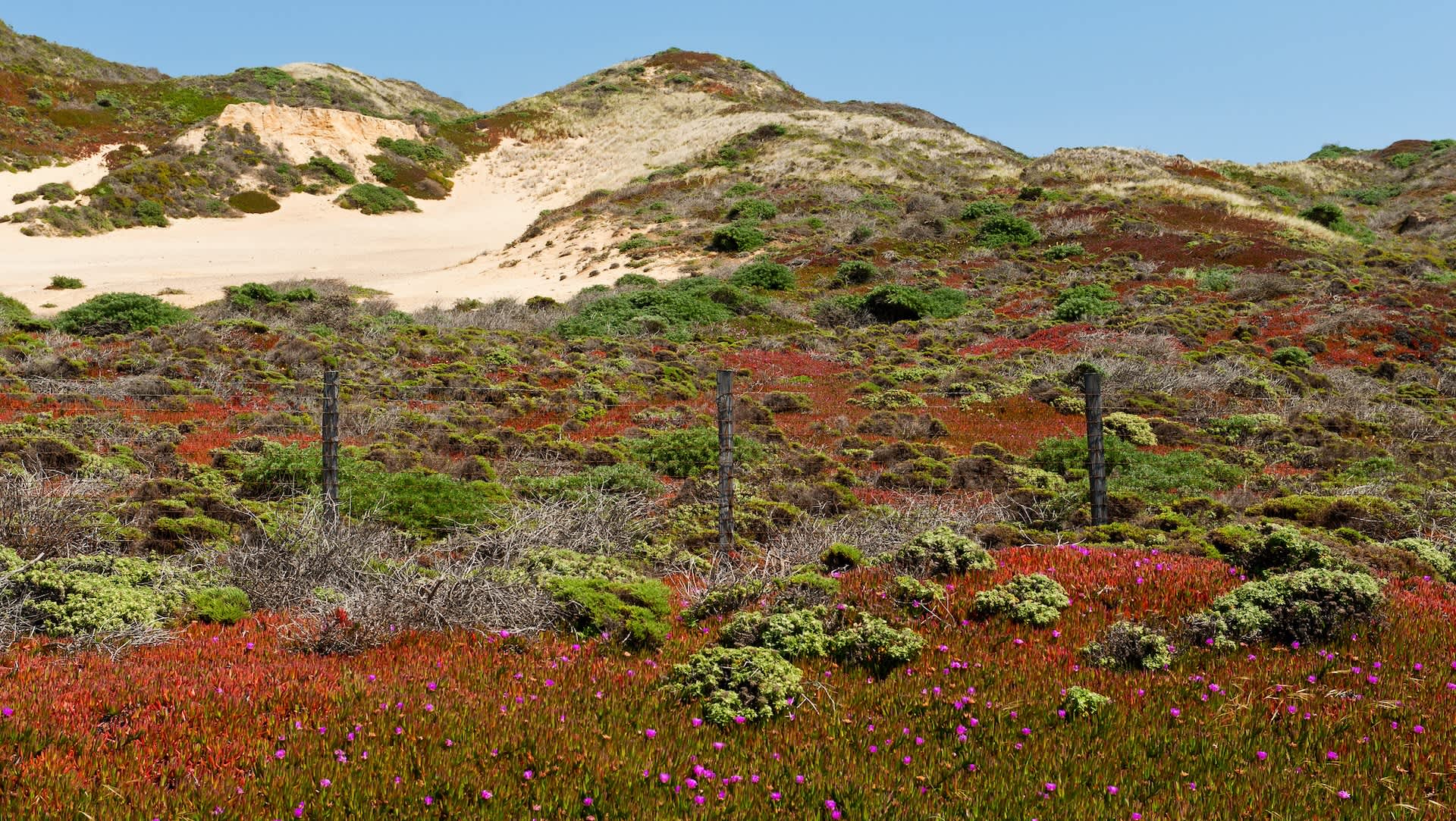Scientists stunned after discovering unique new species along US coast: 'Absolutely beautiful'