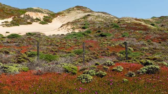 A new species of spider, the Aptostichus ramirezae, has been discovered in the sand dunes of the California coast.