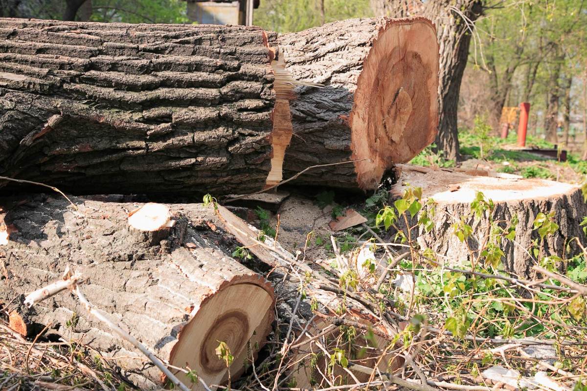 A viral thread on X described how a New Jersey homeowner got hit with massive fines after cutting down trees to improve his view of New York City.