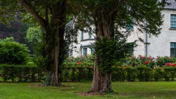 A Redditor shared a warning about the tree of heaven, an invasive species, urging others to get rid of it early.