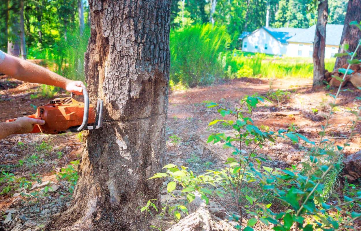 A Redditor shared how their neighbor's HOA went too far and cut a tree without consent — and needed advice on what to do next.