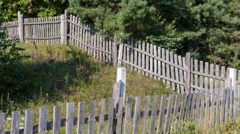 One Redditor shared how their neighbor trespassed on their property and cut down several evergreen trees.